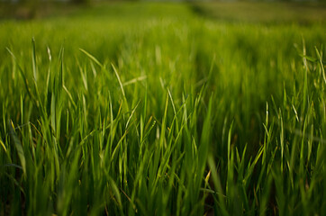 Little green sprouts appeared from the ground