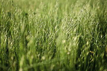 Fresh juicy green grass for summer