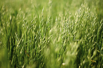 Fresh juicy green grass for summer