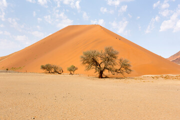 Fototapeta na wymiar a big red sand dune at Sossusvlei