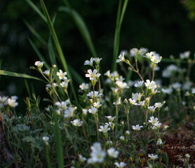 Fresh wildflowers bloom on the field on a beautiful sunny summer day