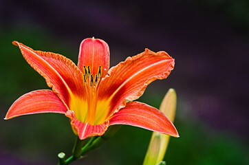 A fragrant bouquet of lily flowers for a gift or storage