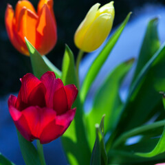 A bouquet of colourful tulip flowers with green leaves on sunny spring day.