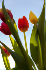 Colourful flower tulips and blue sky background,low angle
