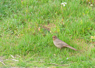 One Canyon Towhee bird in green grass. Its natural habitat is brush or chaparral.