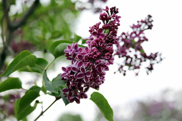 lilac flowers on a tree