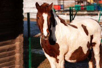 A pregnant horse, whose horse is waiting for a foal. The baby is going to give birth soon. White with brown