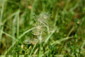Flying parachutes from dandelion against the background of green grass