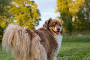 Brenda - Australian Shepherd