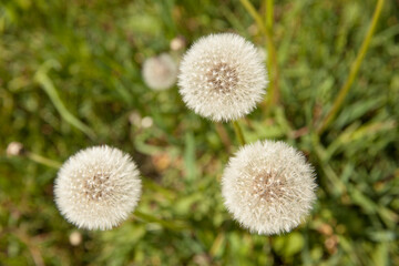 White dandelions in the field