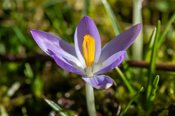 Crocus in bloom in a meadow in spring