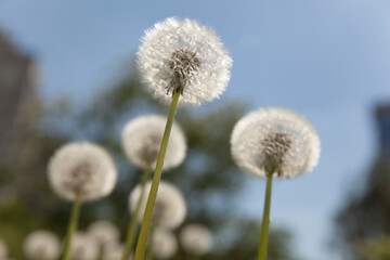 Fototapeta na wymiar White dandelions against the blue sky 