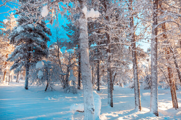 Winter landscape with snowy trees 