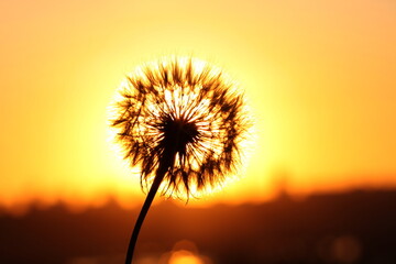 white dandelion at sunset, close-up