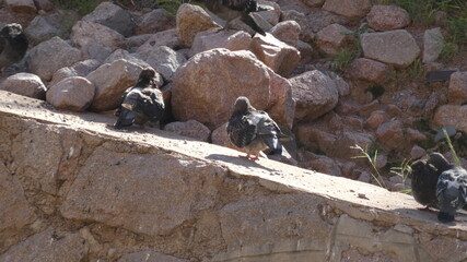 Foto gorreones