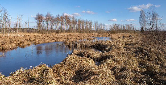 Swamps overgrown with reeds, Colorful spring in Poland. Deforested area after storm, close to Gniezno, Poland.