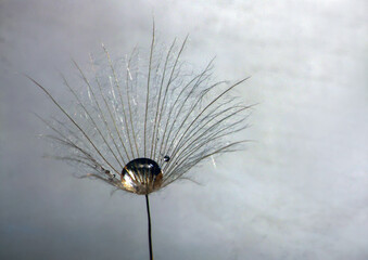 Dandelion with water drop in the middle of it on a gray surface