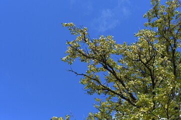 bright blue sky with branches of trees