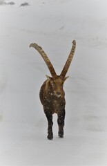 Alpine lbex of Canada - photo taken from a wildlife zoo of Quebec, Canada in winter