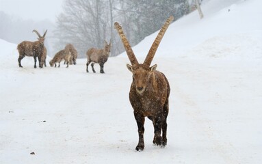Alpine lbex of Canada - photo taken from a wildlife zoo of Quebec, Canada in winter