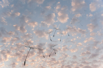 Flying parachutes from dandelion against the blue sky