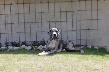 TIERE IN DER NATUR