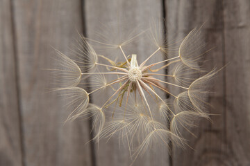 white dandelion against the background of a wooden fence close-up