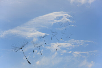 Flying parachutes from dandelion against the blue sky