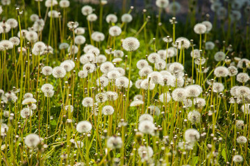 White dandelions in high grass