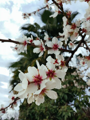 A peach tree in bloom in the garden, palm trees in the background. Evening light in spring. Closeup...
