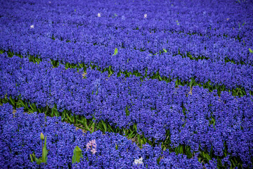 Violet hyacinth flower field floral background