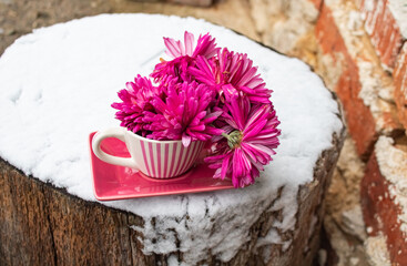 Bright buds chrysanthemums in a cup on a saucer stand on a stump in the snow 