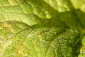 Fototapeta premium green macro mustard leaf texture