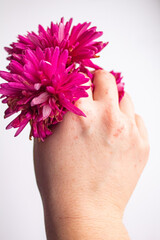 A woman's hand close-up with papyloms from the virus holds a bud of pink chrysanthemums