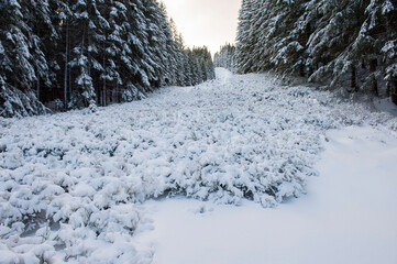 winter forest landscape - 418576276