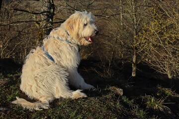Sechs Monate alter Goldendoodle im Fr&uuml;hling