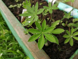 Lupinus leaves in the raindrops