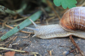 Tiere in der Natur