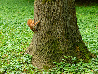 Squirrel on a tree trunk in summer. Furry red squirrel posing on tree.