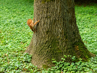 Squirrel on a tree trunk in summer. Furry red squirrel posing on tree.