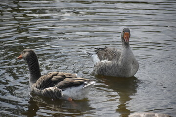 Obraz premium Geese on Lake