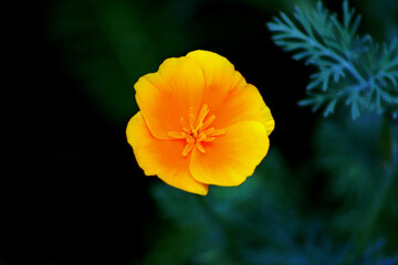 Fototapeta premium California Poppy Orange Flower