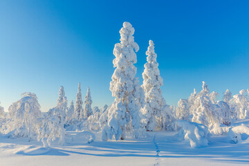 winter panorama of mountain forest with snow covered fir trees. Colorful outdoor scene, Happy New Year celebration concept. Beauty of nature concept background