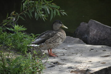 Duck Sitting on Rock near a Lake