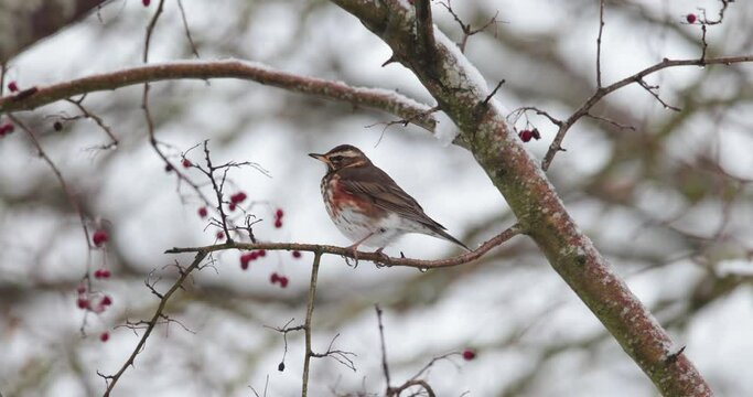 grive mauvis (Turdus iliacus) sous la neige tombante