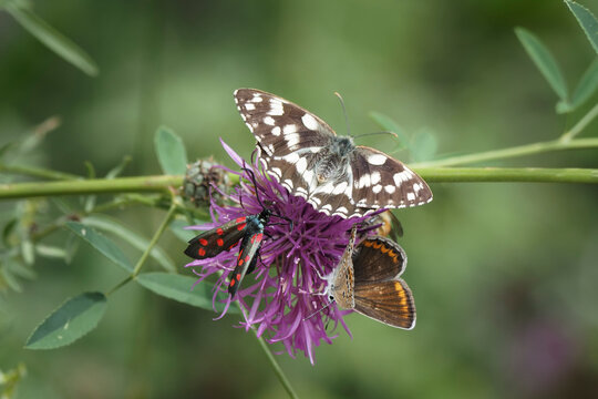 A nice picture of common blue butterfly, marbled white and burnet spec.