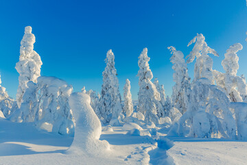 Winter landscape with snowy trees 