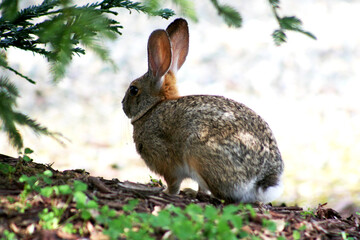 Naklejka na ściany i meble Rabbit (Hare) Sitting under a Tree