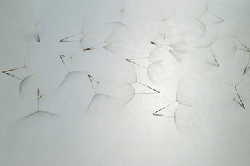Flying parachutes from dandelion
