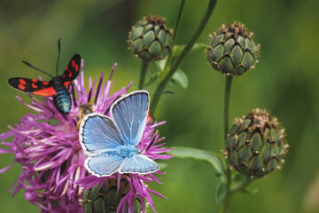 The Adonis blue (Lysandra bellargus, also known as Polyommatus bellargus) is a butterfly in the family Lycaenidae.
